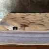 Koldra-alpaka-alpina-camel-rampicanti-140x200-240x200-9 Kołdra z wełny Alpaki Alpina Camel Rampicanti 240x200